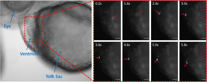 FIGURE 3