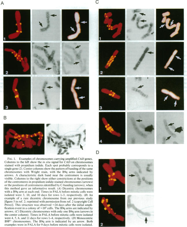 graphic file with name pnas01086-0237-a.jpg