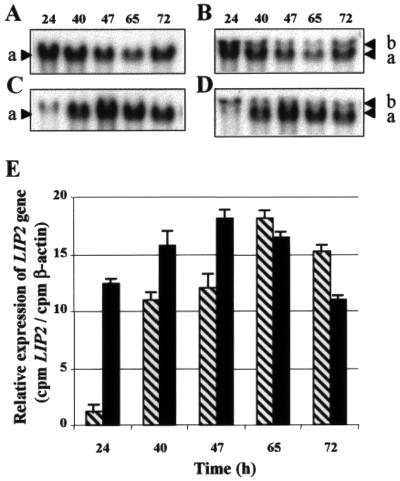 FIG. 5