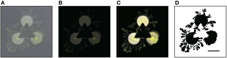 Figure 5