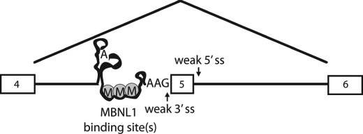 FIGURE 5.