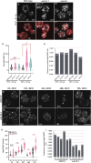 FIGURE 6: