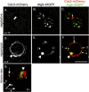 FIGURE 5: