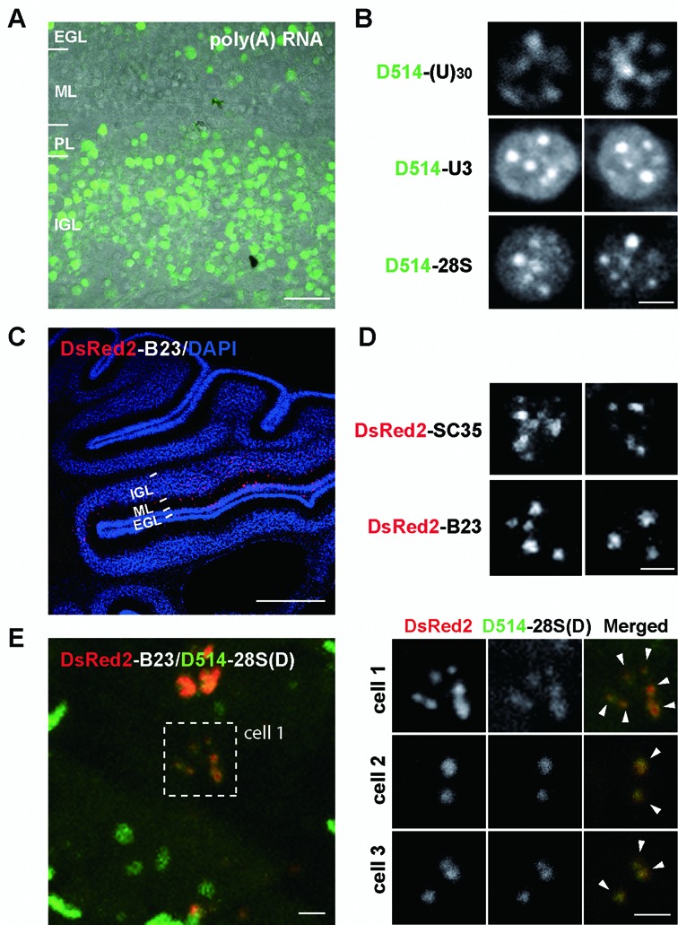 Figure 6.