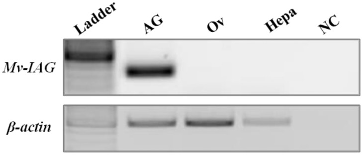 Figure 7