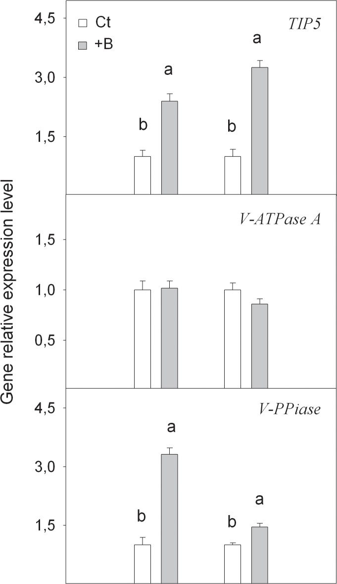 Fig 5