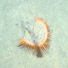Figure 4b.