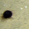 Figure 5b.