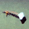 Figure 4f.