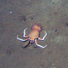 Figure 4c.