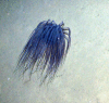 Figure 2b.