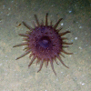 Figure 4a.