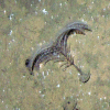 Figure 4d.