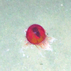 Figure 5a.
