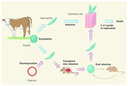 Figure 2. 