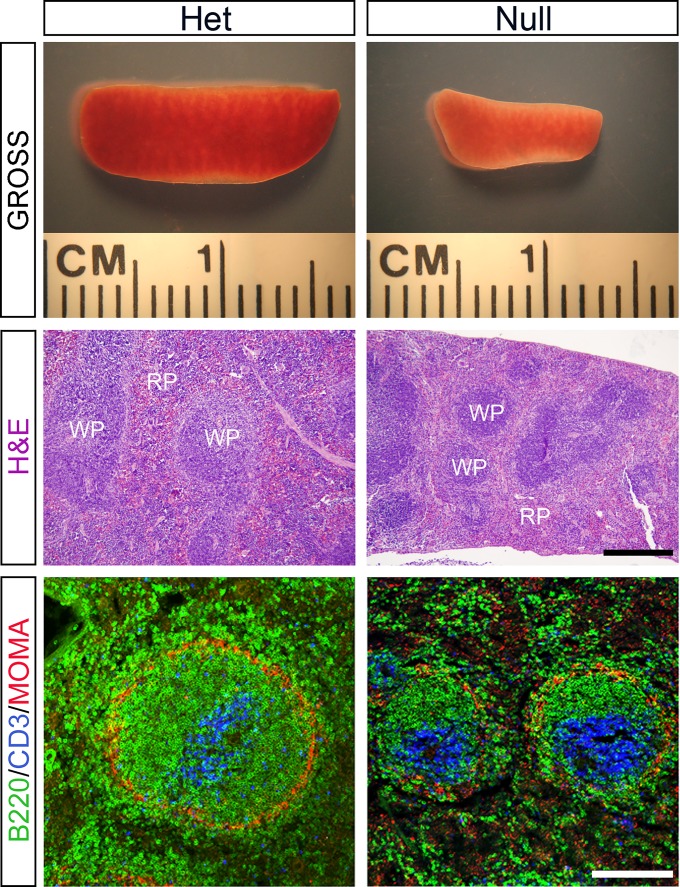 Fig 5