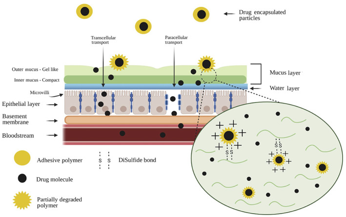 FIGURE 5