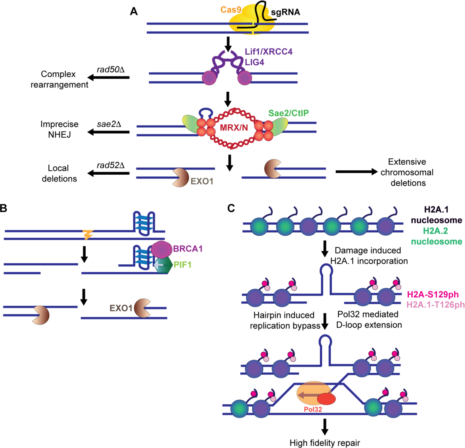 Figure 3: