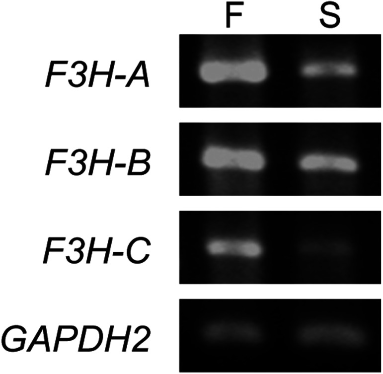 Figure 4. RT-PCR analysis for the F3H genes in Ipomoea nil. “F” and “S” indicate flower petals and seed coats, respectively.