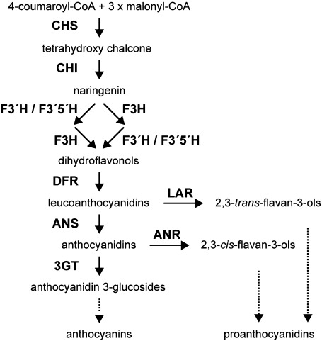 Figure 1. Schematic diagram representing the flavonoid pathway of anthocyanin and proanthocyanidin biosynthesis in plants. Enzymes are shown in boldface. CHS, chalcone synthase; CHI, chalcone isomerase; F3H, flavanone 3-hydroxylase; F3′H, flavonoid 3′-hydoroxylase; F3′5′H, flavonoid 3′,5′-hydoroxylase; DFR, dihydroflavonol 4-reductase; ANS, anthocyanidin synthase; 3GT, UDP-glucose: flavonoid 3-O-glycosyltransferase; LAR, leucoanthocyanidin reductase; ANR, anthocyanidin reductase.