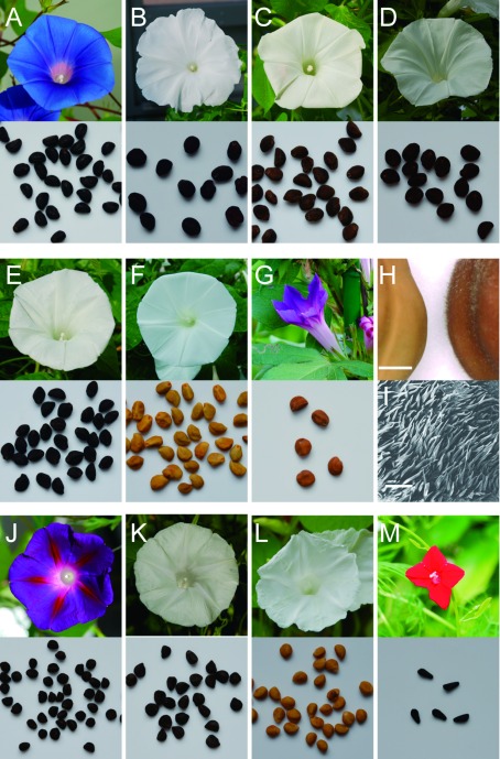 Figure 2. Flower and seed phenotypes of Ipomoea species. (A–G) Ipomoea nil lines. (A) TKS (wild-type), (B) AK19 (CHS-D mutant), (C) AK40 (CHI mutant), (D) AK10 (DFR-B mutant), (E) AK23 (ANS mutant), (F) NS/W1ca1 (InWDR1 mutant), and (G) Q0306 (brown mutant). (H) Seed pigmentation and trichome formation in NS/W1ca1 (left) and Q0306 (right). The photograph was taken using a digital microscope (VHX-100, Keyence, Osaka, Japan), and the scale bar represents 1 mm. (I) SEM image of seed trichome in Q0306; the scale bar represents 200 µm. (J–L) Phenotypes of I. purpurea lines. (J) FP39 (wild-type), (K) PR640 (CHS-D mutant), and (L) YJH/DR-4 (bHLH2 mutant). (M) Wild-type I. quamoclit line, Q0055.