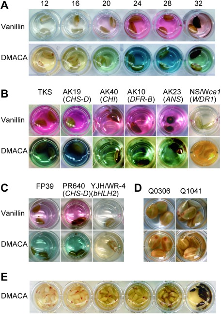 Figure 3. Proanthocyanidin accumulation in Ipomoea seeds. (A) Temporal accumulation of proanthocyanidins in wild-type I. nil (TKS). Numerals on photos indicate days after pollination (DAP); seeds were soaked in a vanillin or DMACA solution for staining. (B) Proanthocyanidin accumulation in immature (28 DAP) seeds of anthocyanin-deficient I. nil mutants. The lines used were TKS (wild-type), AK19 (CHS-D mutant), AK40 (CHI mutant), AK10 (DFR-B mutant), AK23 (ANS mutant), NS/W1ca1 (InWDR1 mutant). Flower and seed phenotypes of these lines are shown in Figure 2. (C) Proanthocyanidin accumulation in seed coat of the CHS-D mutant I. purpurea line (PR640) at 28 DAP. Lines FP39 (wild-type) and YJH/WR-4 (bHLH2 mutant) were used as positive and negative controls, respectively. (D) Proanthocyanidin mutant screening revealed that brown mutant lines Q0306 and Q1041 were proanthocyanidin mutants. (E) Immature seeds at various developmental stages of wild-type I. quamoclit (Q0055) remained unstained after being soaked in a DMACA solution.