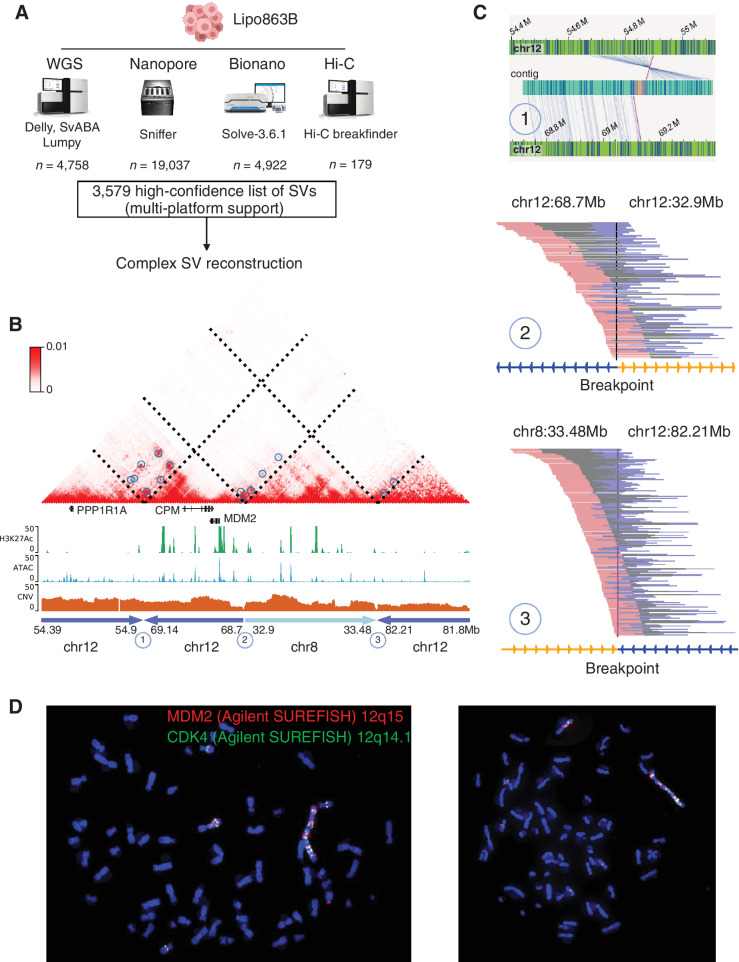 Figure 5. Constructing the genome, including giant chromosome, of Lipo863B cells. A, A multi-platform SV detection. The SVs were first identified independently from each technology. A high-confidence list of SVs (supported by at least two platforms) were generated based on the merged SV calls. These high-confidence list of SVs were further employed in the complex SV reconstruction. B, The Hi-C map demonstrated a reconstruction of the complex local structure of a derivative chromosome in lipo863b by the integration of optical mapping, WGS, Hi-C, and nanopore long reads. The rearranged region consists of four regions: chr12: 54.39–54.9Mb, chr12: 68.7–69.14Mb, chr8: 32.9–33.48Mb, chr12: 81.8–82.21Mb, and the junctions of the Hi-C map were marked as 1, 2, and 3. C, Supporting evidence from different technologies for each junction points: (1) optical mapping; (2, 3) WGS and Nanopore (Supplementary Figs. S10E and S10F). D, FISH experiments for the two oncogenes MDM2 and CDK2 in Lipo863B.