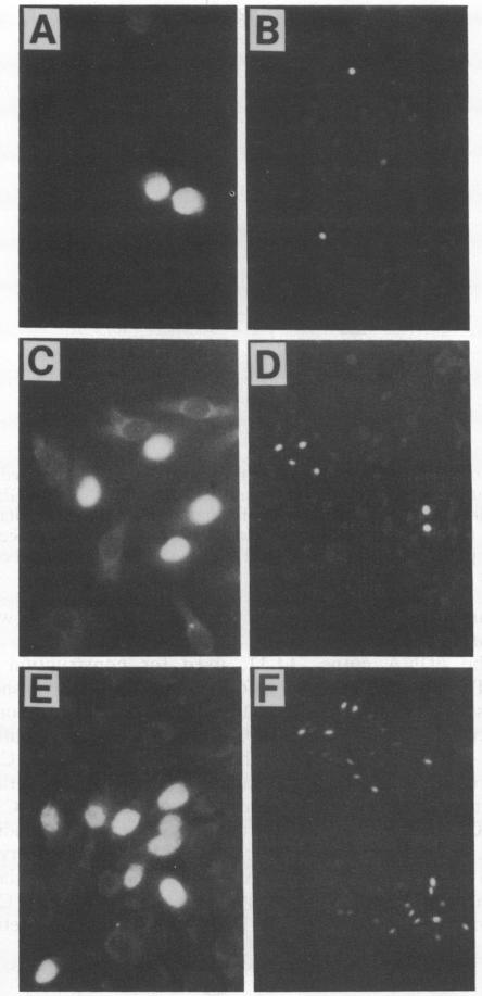 graphic file with name pnas00302-0549-a.jpg