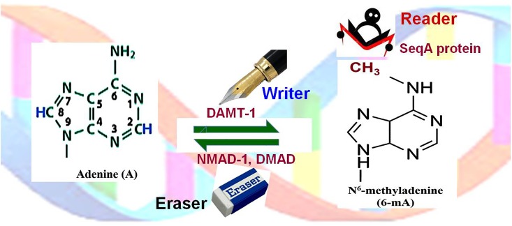 FIGURE 4