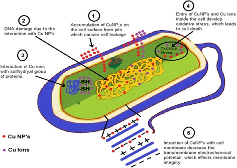 Graphical abstract