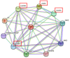 Network diagram illustrating interactions between various proteins, represented as nodes connected by lines of different colors. Key proteins, including CNTFR, CNTF, CLCF1, and IL6ST, are highlighted with red boxes. Node names include LIF, LIFR, JAK2, JAK3, and others.