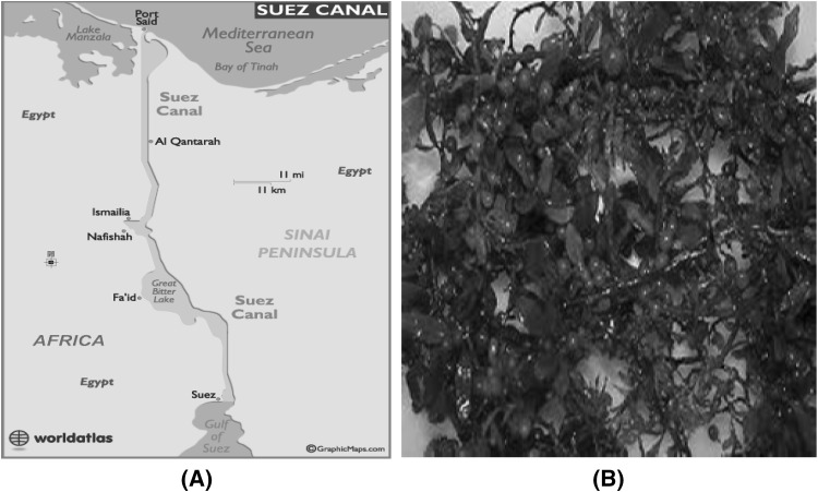 Fig. 1