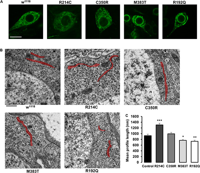 FIGURE 4