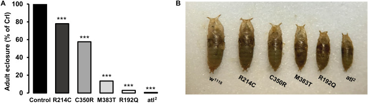 FIGURE 3