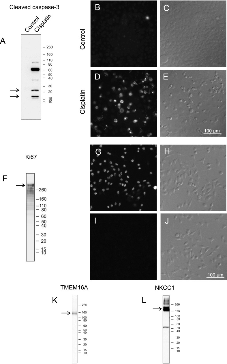 Fig. 11.