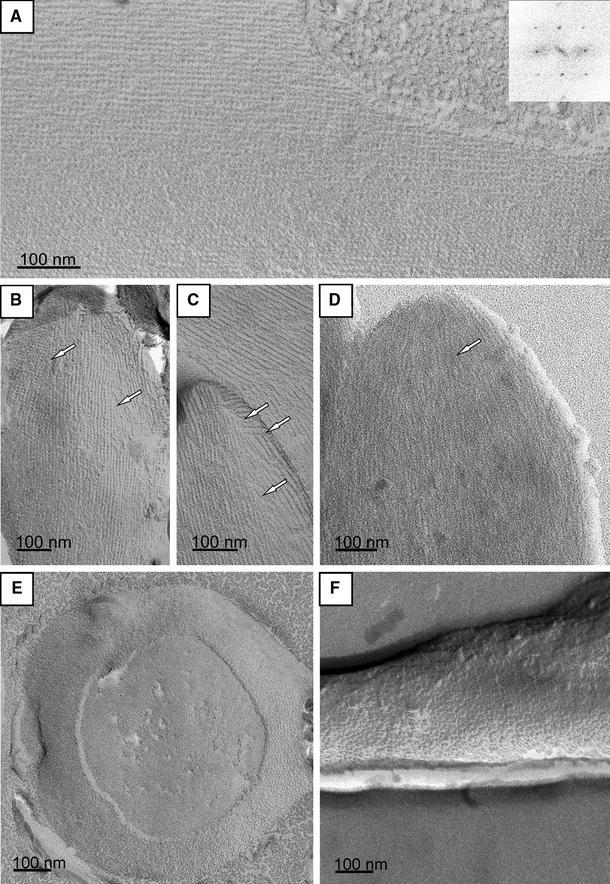 Fig. 5