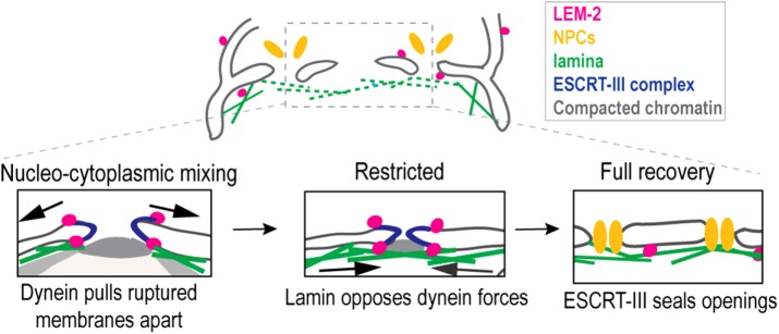 FIGURE 7: