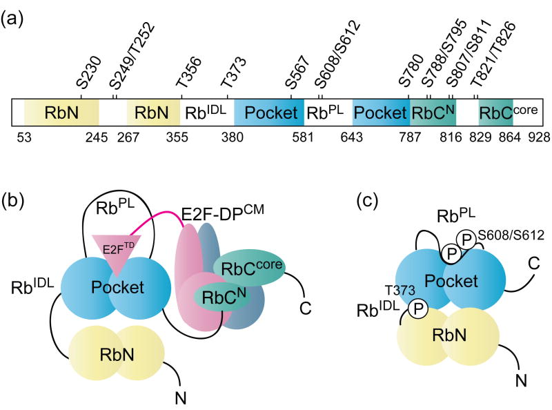 Multiple Mechanisms for E2F Binding Inhibitionby Phosphorylation of the ...