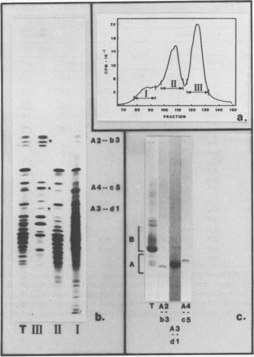 graphic file with name molcellb00117-0085-a.jpg