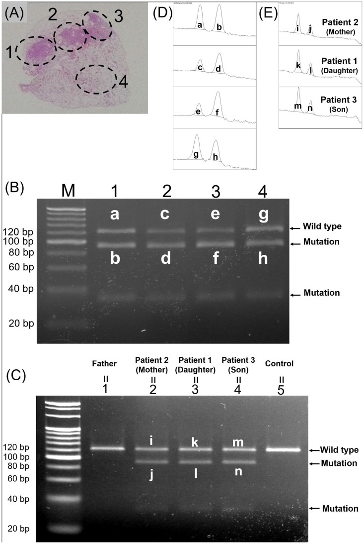 Fig 5