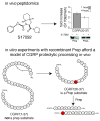 Fig. 10