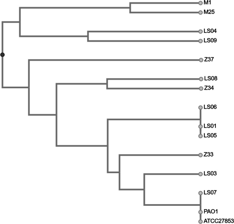 Dendrogram representing distance or dissimilarity between strains. Tree branches depict genetic similarity among the strains, with closely related strains grouped together and more distant strains further apart.