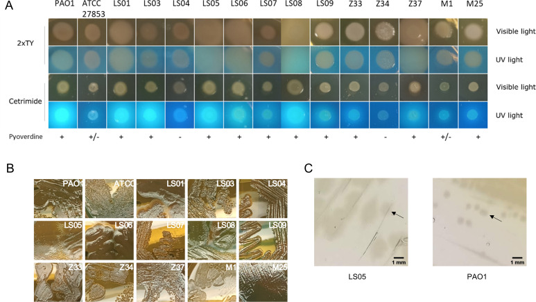 Bacterial colonies are depicted under visible and UV light on agar plates. Close-up images highlight colony morphologies, and microscopic views reveal structural features of selected strains.