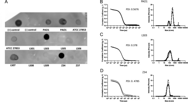 Spot assay depicts presence or absence of vesicles isolated from different strains (it is shown as varying opacity levels). Graphs depict correlation coefficients and size intensity distributions for strains PAO1, LS03, and Z34.