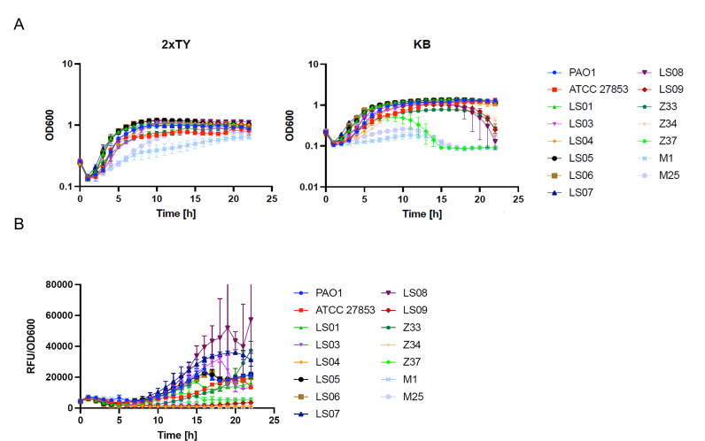 Growth curves of various bacterial strains in 2xTY and KB media depict different growth dynamics. Fluorescence measurement indicates varying levels of fluorescent compound production among the strains during the incubation period.