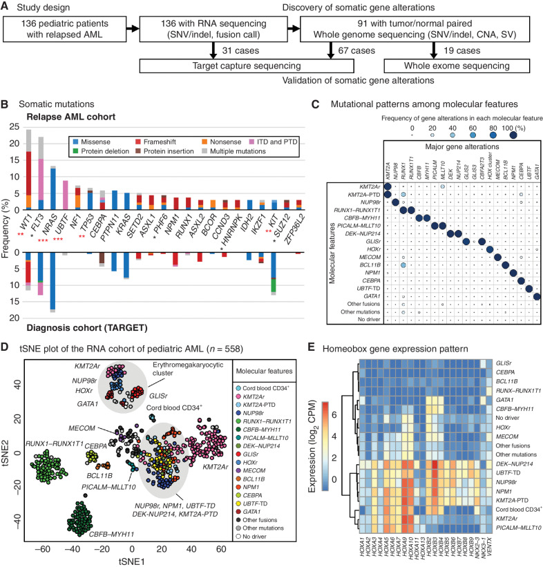 Figure 1. Molecular landscape of relapsed pediatric acute myeloid leukemia (AML). A, The study design. Tumor samples from 136 pediatric patients with relapsed AML were subjected to RNA-seq followed by WGS, WES, and TCS when patient samples were available. B, The ratio of patients with recurrent somatic coding mutations in the relapsed AML cohort. The color in each bar represents the type of mutation. Asterisks denote the significance of the difference with the TARGET cohort calculated by Fisher exact test (*, P < 0.05; **, P < 0.01; ***, P < 0.001) and red asterisks denote q < 0.05 after adjustment for multiple testing by the Benjamini-Hochberg method. C, Mutually exclusive gene alteration patterns. Each dot's color and size denote the ratio of patients with the gene alteration. D, t-Distributed Stochastic Neighbor Embedding (tSNE) of expression profiles of the pediatric AML cohort (n = 558) performed with the top 250 most variably expressed genes. The color of each dot denotes the molecular feature of the sample. E, An expression heat map of representative homeobox genes in each molecular feature. The colors denote averaged log2 CPM (counts per million) within each molecular feature.