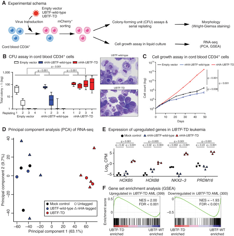 Figure 3. In vitro modeling of UBTF-TD. A, Experimental design of in vitro modeling of UBTF-TD in cord blood (CB) CD34+ cells. B, The effects of UBTF-wild-type and UBTF-TD overexpression in colony-forming potential of cord blood CD34+ cells. Boxplots of logged colony count from technical replicates (Empty vector: n = 7, UBTF-wild-type: n = 12, UBTF-TD: n = 12) from five independent experiments are shown. A box represents quartiles, and whiskers represents max and minimal values. Statistical significances were calculated by ANOVA test followed by pairwise comparisons and adjustment with Tukey method (left). Wright-Giemsa staining of cells derived from the second replating. Both images are at equal magnification (60×; right). C, The effects of UBTF-wild-type and UBTF-TD overexpression on cell growth of CD34+ cord blood in liquid culture. Experimental design and error bars are the same in Fig. 3B. Statistical significances were calculated at day 49 by Student t test followed by adjustment for multiple testing by the Benjamini-Hochberg method. D, Principal Component Analysis (PCA) of transcriptional profiles of transduced cord blood CD34+ cells at day 32 (Empty vector: n = 3, UBTF-wild-type: n = 6, UBTF-TD: n = 6). E, Expression of representative genes upregulated in UBTF-TD AMLs. Bars denote mean from biological triplicates from which data for all conditions were available. Statistical significances were calculated as in Fig. 3C. F, Gene Set Enrichment Analysis (GSEA) between nHA-UBTF-WT (n = 3) and nHA-UBTF-TD (n = 3) transduced conditions using gene sets identified in patient samples (Supplementary Table S21).