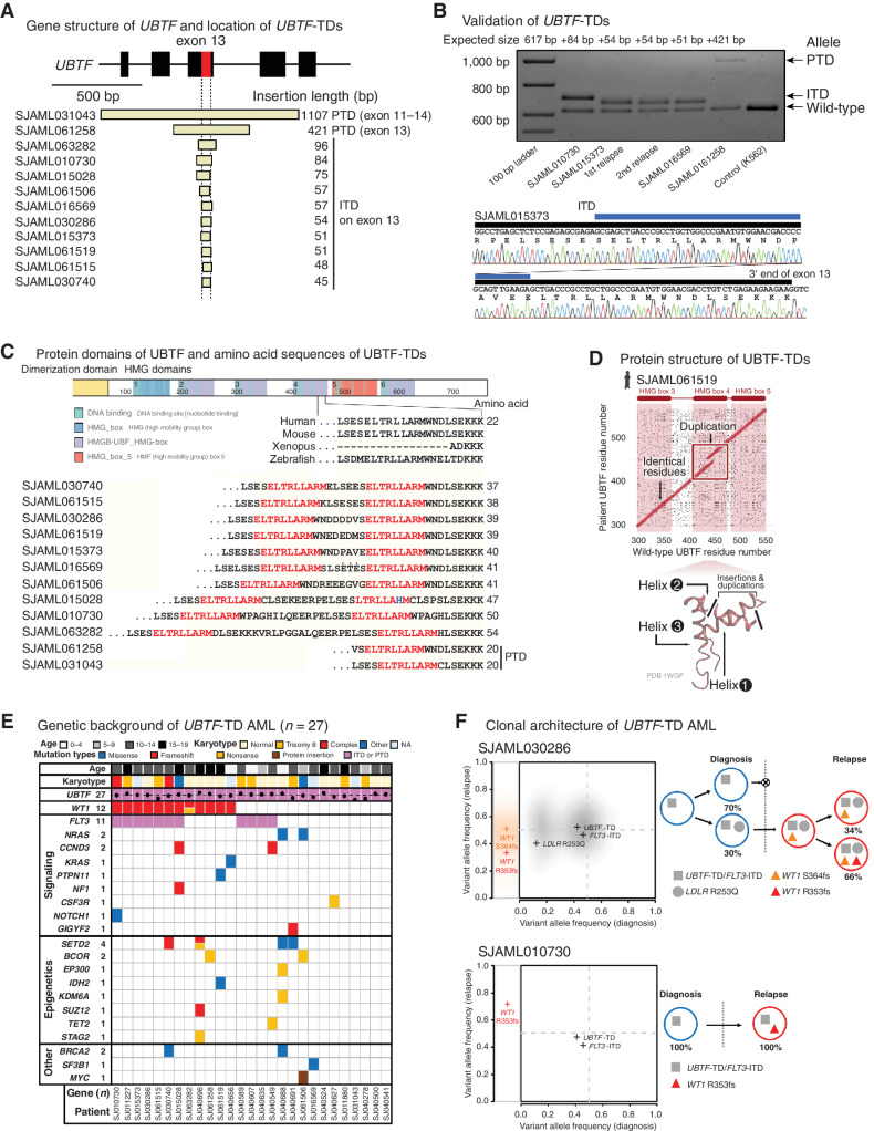 Figure 2. UBTF-TDs in pediatric AML. A, Exons 11–15 of UBTF gene and the location of UBTF-TDs (n = 12) identified in the relapse AML cohort. B, The results of validation of UBTF-TDs in the relapsed AML cohort by polymerase chain reaction (PCR) and Sanger sequencing. Blue bars denote duplicated sequences. C, Illustrative schema of UBTF protein and amino acid sequences within the HMG domain 4 of both UBTF-wild-type and UBTF-TDs. A part of UBTF-TDs encoded on exon 13 of UBTF genes is shown in comparison with UBTF-wild-type of human and other vertebrates. Amino acid sequences highlighted in red denote leucine-rich sequences duplicated in all UBTF-TDs. D, Comparisons of amino acid sequences of UBTF-wild-type and UBTF-TD at the likely insertion site in helix 2 of HMB box 4 for observed UBTF-TDs. E, Mutational landscape of UBTF-TD AML. F, Clonal dynamics of WT1 mutations in UBTF-TD AMLs. Comparison of variant allele frequency between diagnosis (x-axis) and relapse (y-axis) tumors for cases SJAML030286 and SJAML010730 (left). SNVs/Indels detected from SJAML030286 WGS were drawn as density clouds, and representative mutations for each subclone were marked by crosses. Relapse-specific mutations are shown to the left. The clonal evolution scheme for the patients imputed from bulk WGS data (SJAML030286) or RNA-seq and TCS (SJAML010730; right).