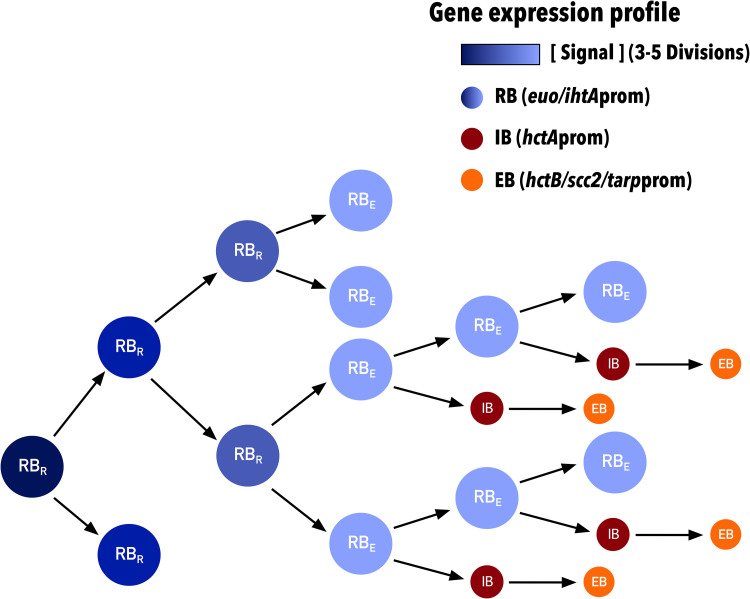 FIG 11