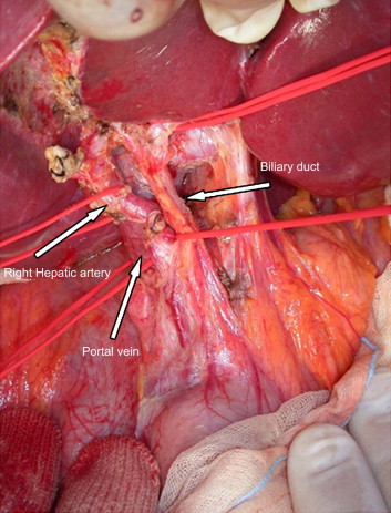 Fig. 7